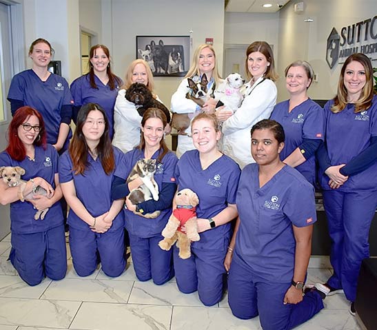 manhattan-canine-veterinarian-care-2