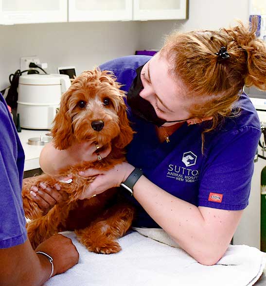 veterinarian-manhattan-new-york-4